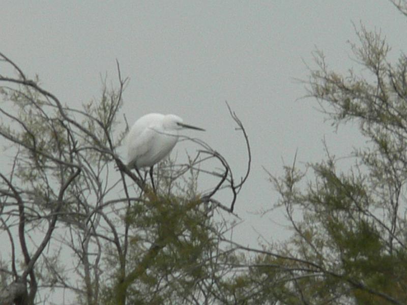 2008_12_Camargue_04 Les Saintes Maries_20.jpg